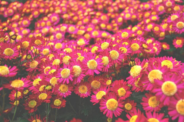 Garten Unter Freiem Himmel Wachsen Helle Chrysanthemenblüten Herbst Floraler Hintergrund — Stockfoto