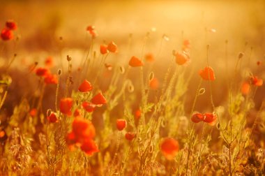 Gün batımında kırmızı gelinciklerin güzel tarlası