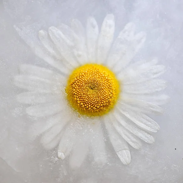 Frozen Flower. Concept of global climate change