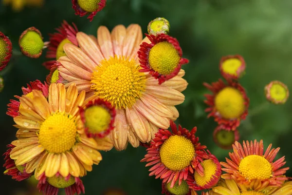 Fondos Flores Amarillas Rojas Primer Plano — Foto de Stock