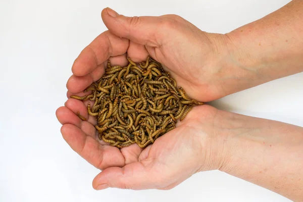 Würmer Mehlwürmer Larven Des Käfers Tenebrio Molitor Menschenhand — Stockfoto