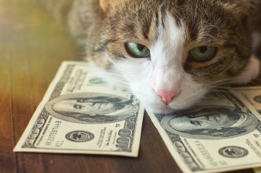 Sevimli kedi dolar faturaları üzerinde yalan söylüyor.
