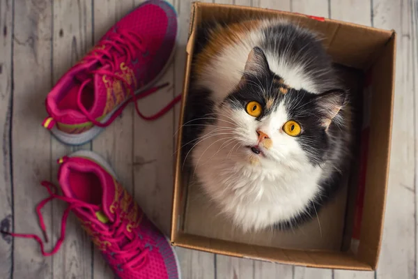Cute cat in box with pink sport shoes. Top view.