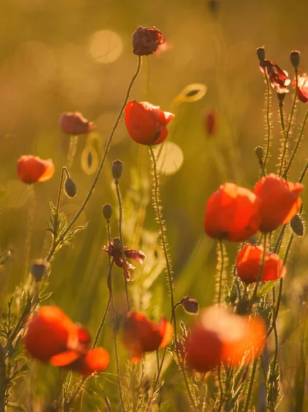 Beautiful Field Red Poppies Sunset Light — Stock Photo, Image