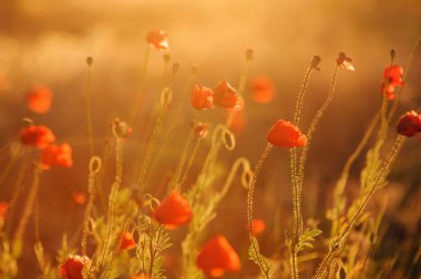 Gün batımında kırmızı gelinciklerin güzel tarlası