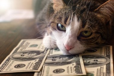 Sevimli kedi dolar faturaları üzerinde yalan söylüyor.