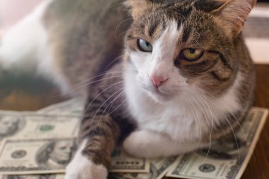 Sevimli kedi dolar faturaları üzerinde yalan söylüyor.