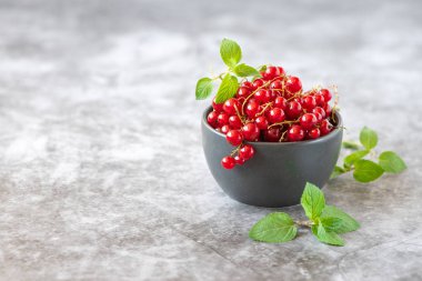 Gri arka planda koyu kapta taze kırmızı kuş üzümü