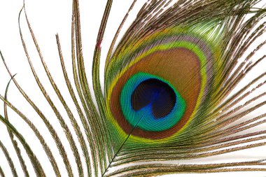 Beyaz arka planda güzel egzotik tavus kuşu tüyleri. Yakın çekim