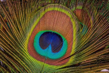 Güzel egzotik tavus kuşu tüyleri doku olarak. Yakın çekim