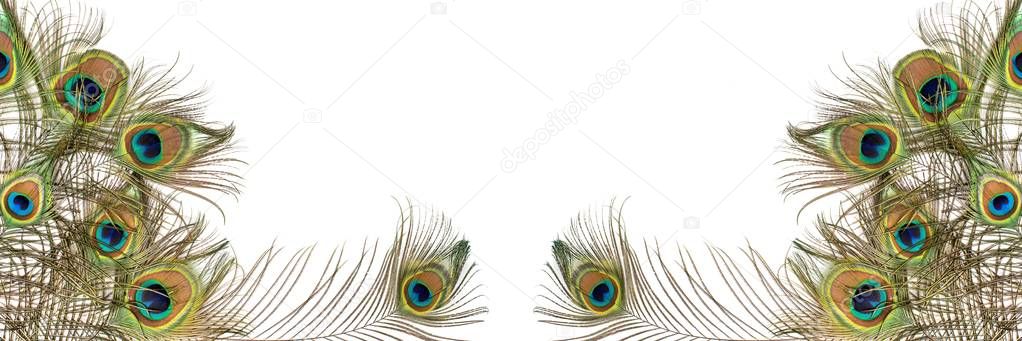 Peacock feathers on white background with copy space