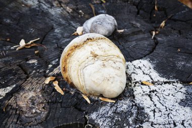 Sarı kenarlı gri mantar eski bir çatlak kütük üzerinde yetişir