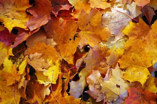 Renkli sonbahar yaprakları yerde bir yığın yatıyor. Sonbahar ormanı. Michurinsk.