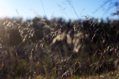 İnce sivri uçlar güneşe yaslandı. Sahada gün batımı.