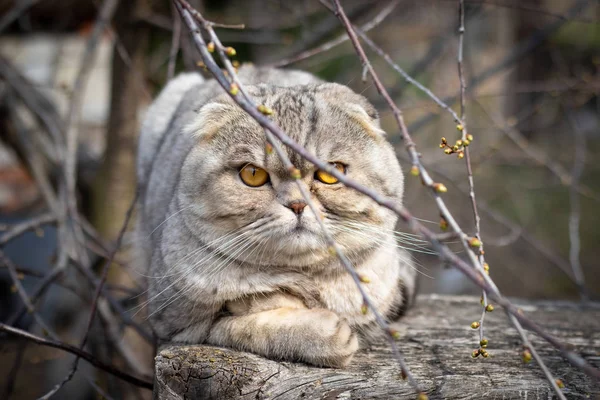 Striped Cat Watches Closely Because Branches Lies Bench — Stock Photo, Image