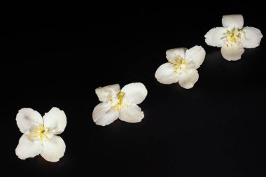 Siyah bir arka plan üzerinde yaprakları ile Yasemin çiçekleri.