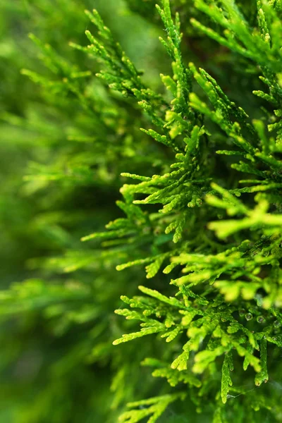 Young thuja leaves on a blurred background. — ストック写真