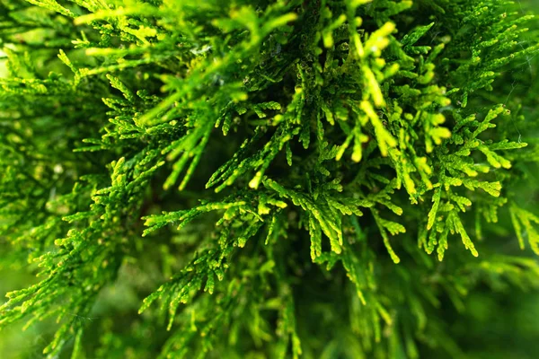 Young thuja leaves on a blurred background. — Stock Photo, Image