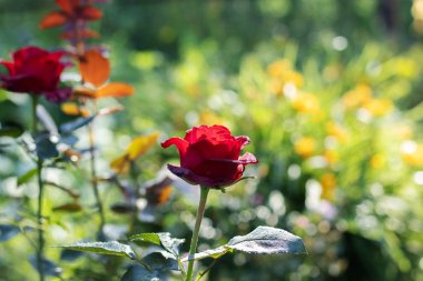 Çiy damlalarında gül çiçeği.