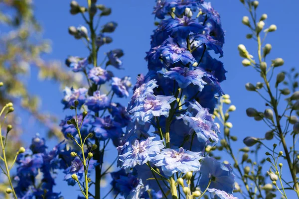 Bahçede gökyüzüne karşı Delphinium çiçekleri.