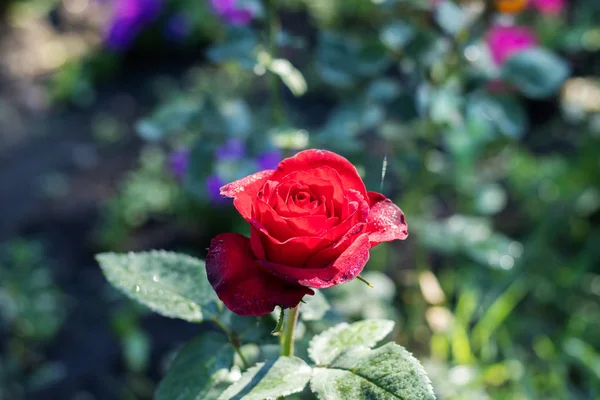 Rosa flor en gotas de rocío . — Foto de Stock