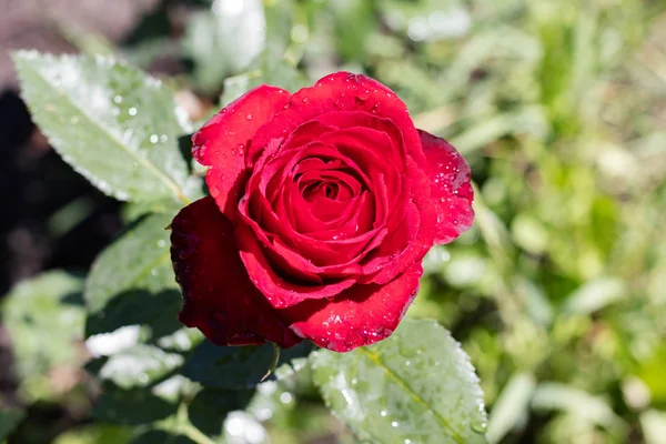 Rosa flor em gotas de orvalho . — Fotografia de Stock