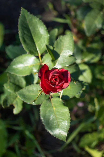 Rosa flor en gotas de rocío . — Foto de Stock