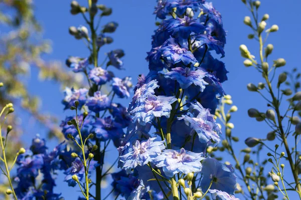 Flores de Delphinium contra el cielo en el jardín . Imagen De Stock