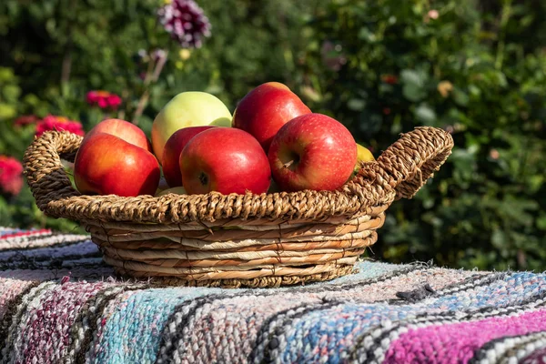 Mogna och röda äpplen i en korg på en bänk bland greener och Flow Stockbild