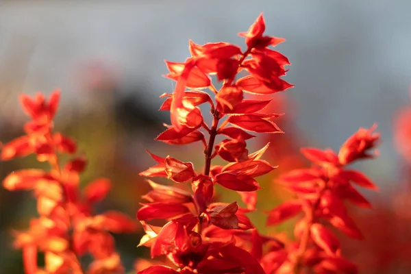 Duvar arka planda Salvia çiçek.