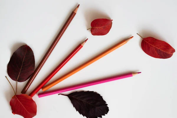 Lápices de color con hojas de otoño sobre un fondo blanco . —  Fotos de Stock