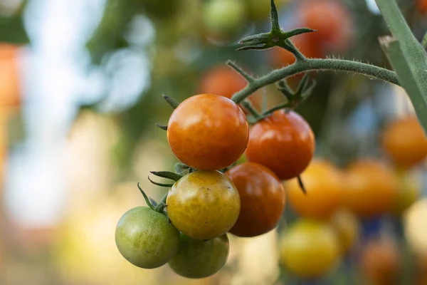 Cherry tomatoes on a bush in a vegetable garden. — Stock Photo, Image