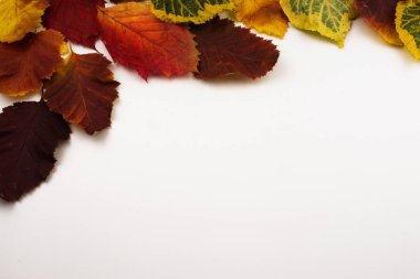 Beyaz arka planda kırmızı ve sarı sonbahar yaprakları.