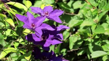 Üç koyu mor klematis çiçeği, güneş ışığı ve rüzgarda salınan yeşil yapraklarla aydınlatılır. Kamera parazitli. Çiçekçilik ve bahçıvanlık kavramı.