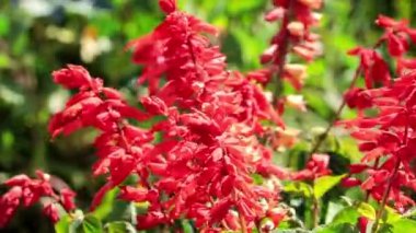 Kırmızı salvia çalıları, güneş ışığında rüzgarda salınan yeşil yapraklara yakın çekim yapar. Arka plan bulanık. Kamera statik. Bahçecilik ve çiçekçilik konsepti..