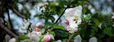 Bir elma ağacının çiçek açan bir dalı. Baharda, yeşil yaprağın arka planında, mavi gökyüzünü görebileceğiniz beyaz çiçeklerle birlikte..