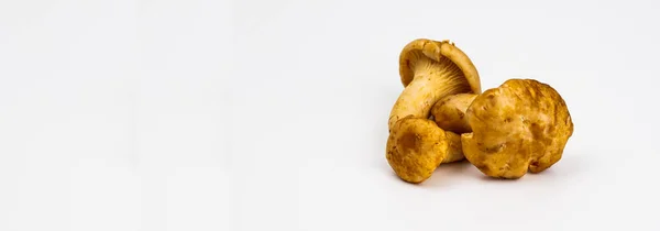 Concepto Vegetarianismo Grupo Tres Champiñones Chanterelle Cerca Parte Derecha Foto — Foto de Stock