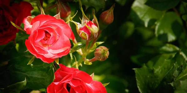 Ein Großaufnahme Banner Einer Roten Rose Mit Ungeöffneten Knospen Links — Stockfoto