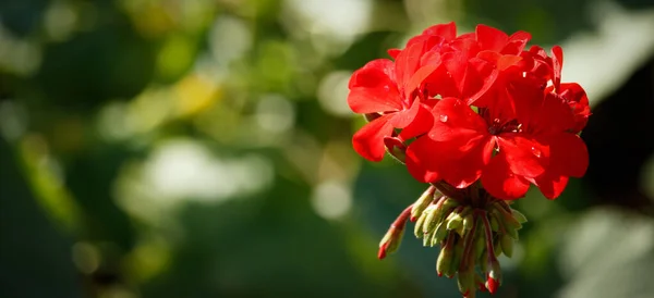 緑色の背景の写真の右側にある赤いペラルゴニアの花の帽子のクローズアップ 花を育てるという概念 — ストック写真