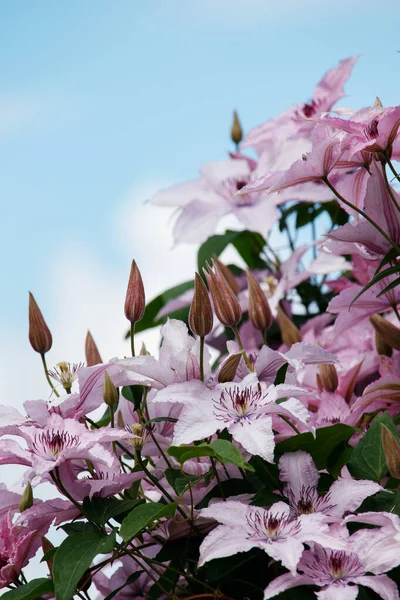 グリーティングカードのコンセプト 雲と青空に対する未公開の芽とクレマチス光ライラック色のクローズアップ — ストック写真