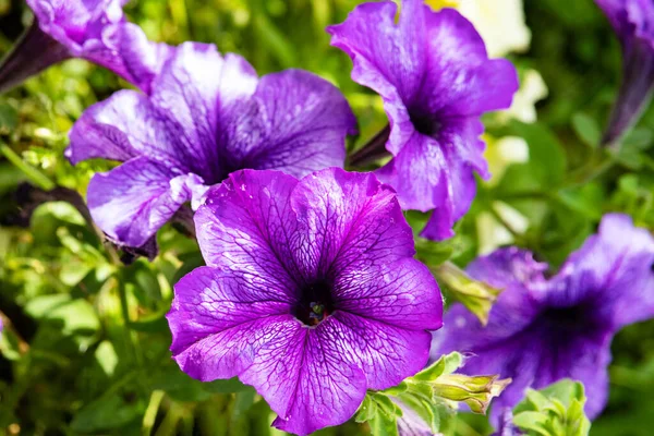 緑色の葉の中に紫色のペチュニアの花を正午に咲かせます 水平方向の組成物 園芸の概念 — ストック写真