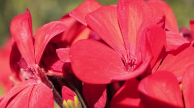 Öğlen güneşinde güzel kırmızı çiçekler.