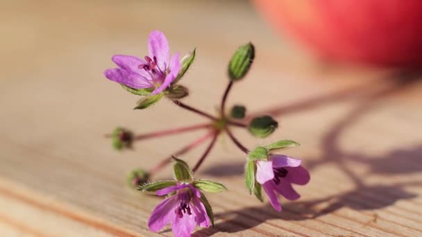 Delicadas flores de cegonha de cor lilás perto de uma tábua de madeira. — Vídeo de Stock