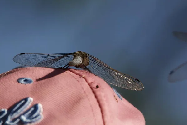 Pink-blue background. Dragonfly and man. Pink cap