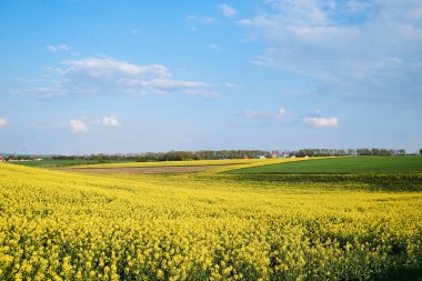 Güzel sarı kolza tohumu arazisi. Kırsal köy kırsal doğal arka plan. Kahverengi zemin üzerinde yeşil ve sarı bitkiler ve bulutlu mavi gökyüzü. Doğa koruma kavramı.