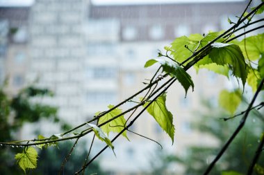 Daire penceresinden yoğun yağmur manzarası. Fırtına sırasında su damlalarıyla kaplı yeşil üzüm yaprakları ve dallarının yakın plan fotoğrafı. Yaz yağmurları.