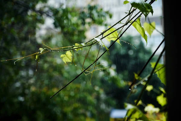 Heavy Rain View Apartment Window Close Picture Green Grapes Leaves — Stock Photo, Image