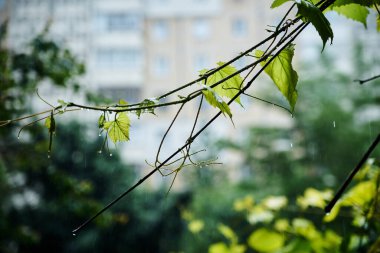 Daire penceresinden yoğun yağmur manzarası. Fırtına sırasında su damlalarıyla kaplı yeşil üzüm yaprakları ve dallarının yakın plan fotoğrafı. Yaz yağmurları.