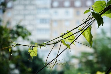 Daire penceresinden yoğun yağmur manzarası. Fırtına sırasında su damlalarıyla kaplı yeşil üzüm yaprakları ve dallarının yakın plan fotoğrafı. Yaz yağmurları.