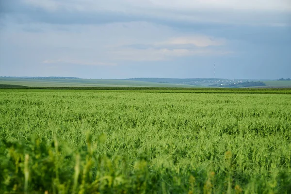 Beautiful green field landscape before rain. Countryside village rural natural background at sunny weather in spring summer. Green grass and blue sky with clouds. Nature protection concept.